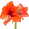 Amaryllis