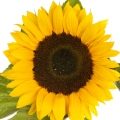 Girasole