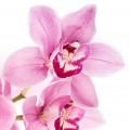 Orchidea Nera