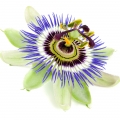 Passiflora