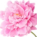 Peonia