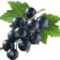 Ribes Nero