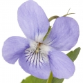 Violetta